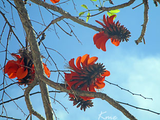 Alicante_Parc_d_l-Ereta