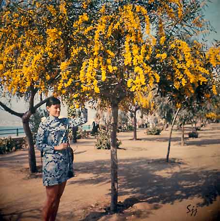 Benidorm_mimosa_Costa-Blanca