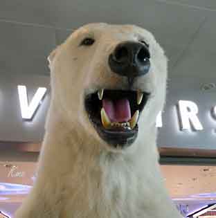 Cruise_Gardermoen_isbjorn