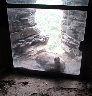 Mosel_Bellstein_Burgruine-Metternich