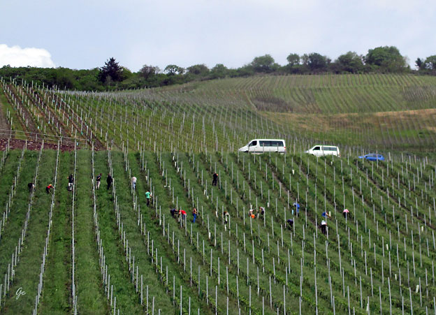 Mosel_Zell-Bernkastel-Kues_vinarbeidere