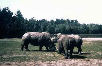 Jylland_Danmark_Givskud_Loveparken