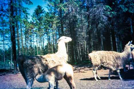 Jylland_Danmark_Givskud_Loveparken
