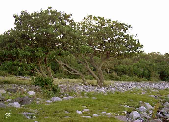 Egersund_Oslo_Jomfruland_svartor