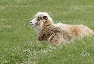 Faroe_Islands_Vagar_Gaasadalur