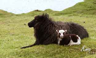 Faroe_Islands_Vagar_Gaasadalur