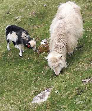 Faroe_Islands_Eysteroy_Gjogv