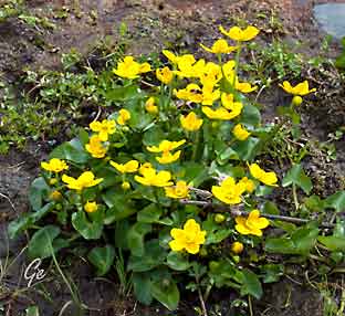 Faroe_Islands_Eysturoy_Elduvik