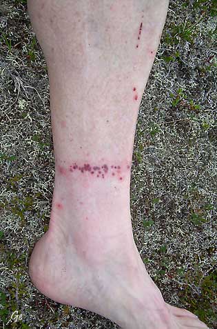 Finnmark_Borselvfjellet_knottebitt