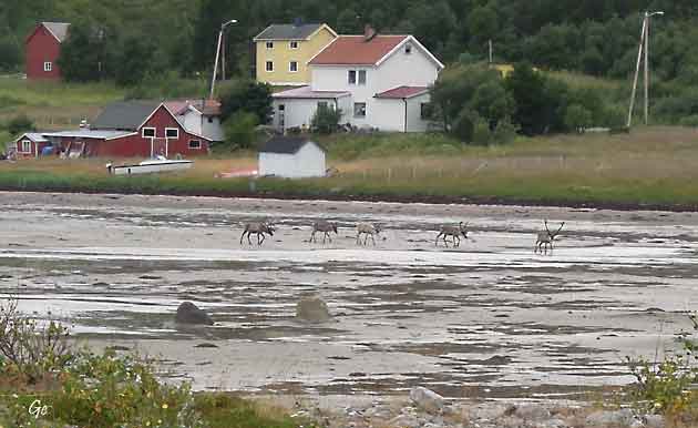 Finnmark_Bugoyfjord_reinsdyr