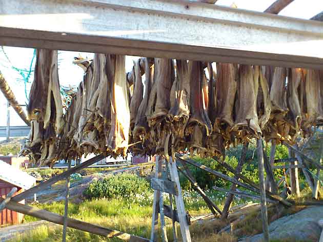 Finnmark_Bugoynes_torrfisk