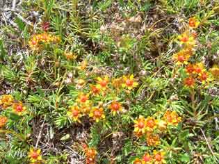 Finnmark_Trollholmsund_blomster