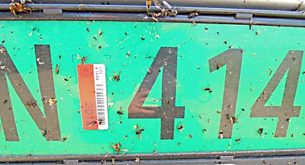 Sverige_Tornedalen_insekter