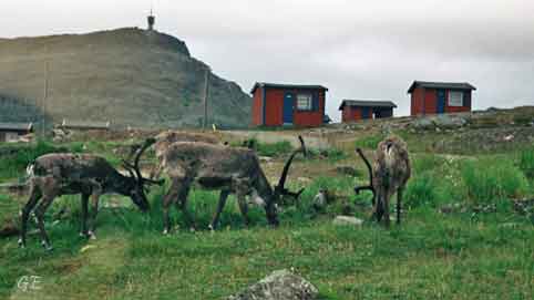 Finnmark_Hammerfest_camping_og_rein