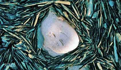 Finnmark_Vardo_stein