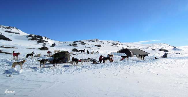 Finse_hundespann_2014