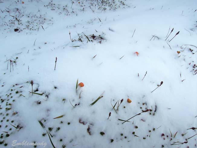 Finse_multemyr_september_2012