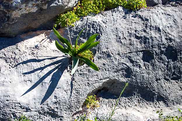 Hellas_plante_i_fjell