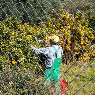 Tolo_vandretur_appelsinplukking