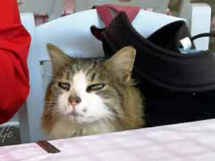 Hellas_boat_to_Hydra_and_Spetses