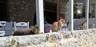 Hellas_boat_to_Hydra_and_Spetses