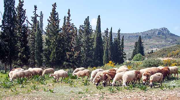 Hellas_Nafplio_sauer
