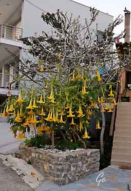 Hellas_Tolo_Nasjonaldag