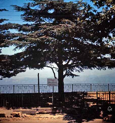 Libanon_Beirut_sedertre