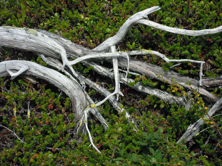 Jotunheimen_Gjende_lyng
