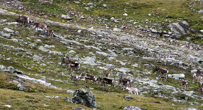 Jotunheimen_reinsdyr