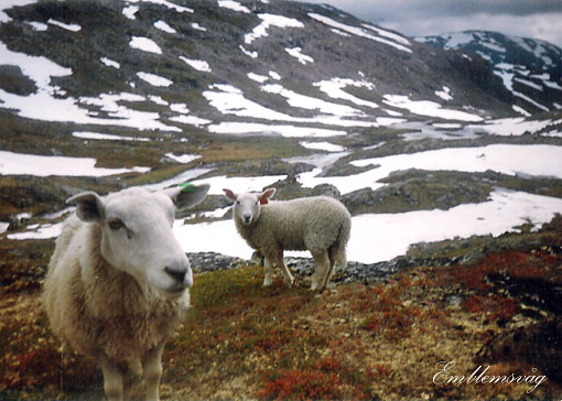 Jotunheimen_mot_Skogadalsboen