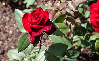 Copenhagen_Rosenborg_rose