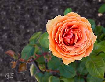 Copenhagen_Rosenborg_rose_Ashram
