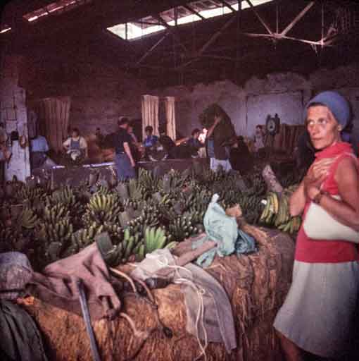 Gran-Canaria_Selma_bananpakkeri