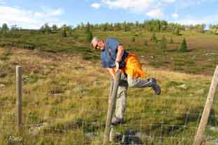 Langsua_ved_Liomseter_hinder