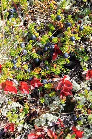 Langsua_Nordre_Suluho