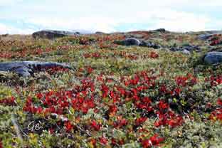 Langsua_Nordre_Suluho