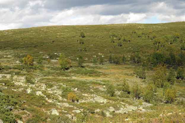 Langsua_birkeli_ved_Skardtjonn