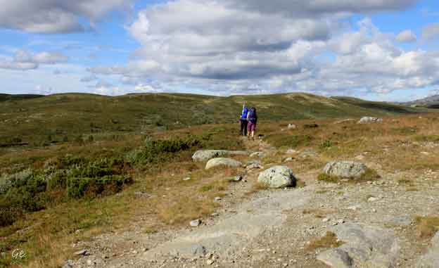 Langsua_fra_Vakkerlifjel