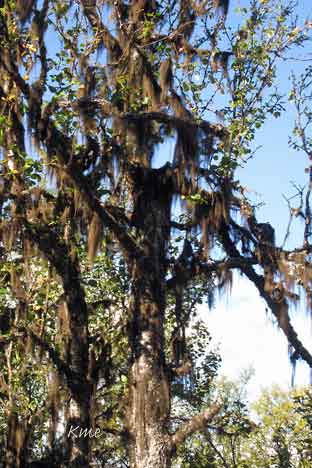 Langsua_nasjonalpark