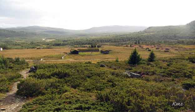 Langsua_ved_Liomseter