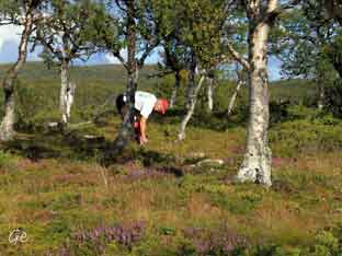 Langsua_ved_Liomseter