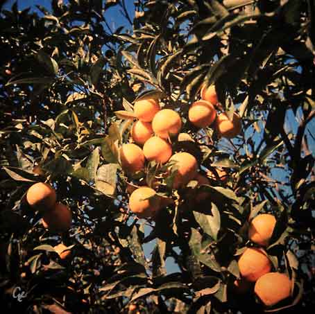 Madeira_Funchal_appelsiner