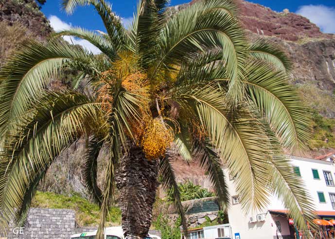 Madeira_Calheta_dadler