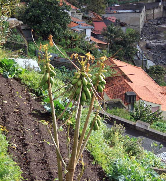 Madeira_Canical_Marocos_levadavandring