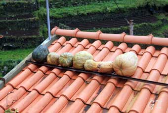 Madeira_Canical_Marocos_levadavandring