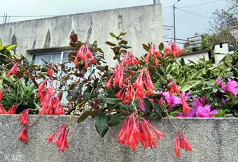 Madeira_Canical_Marocos_levadavandring