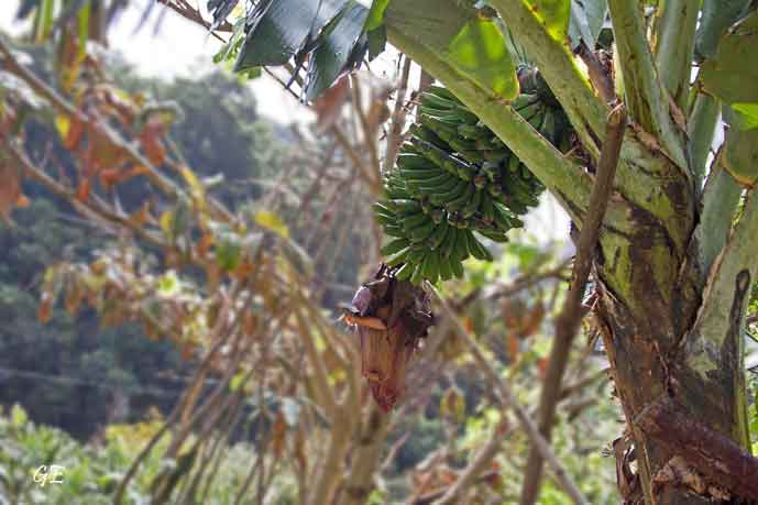 Madeira_Canical_Marocos_levadavandring