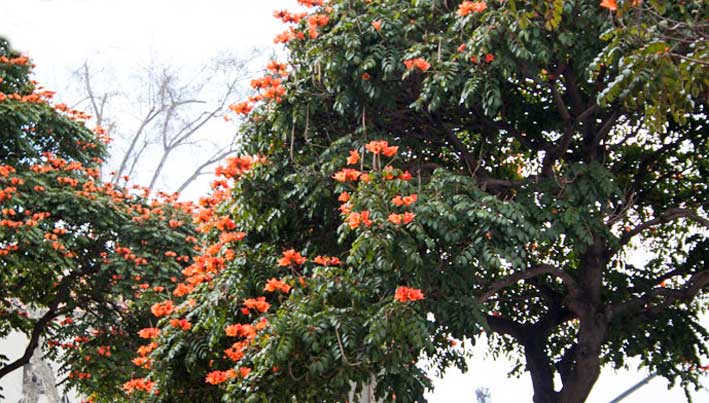 Madeira_Funchal_tulipantre