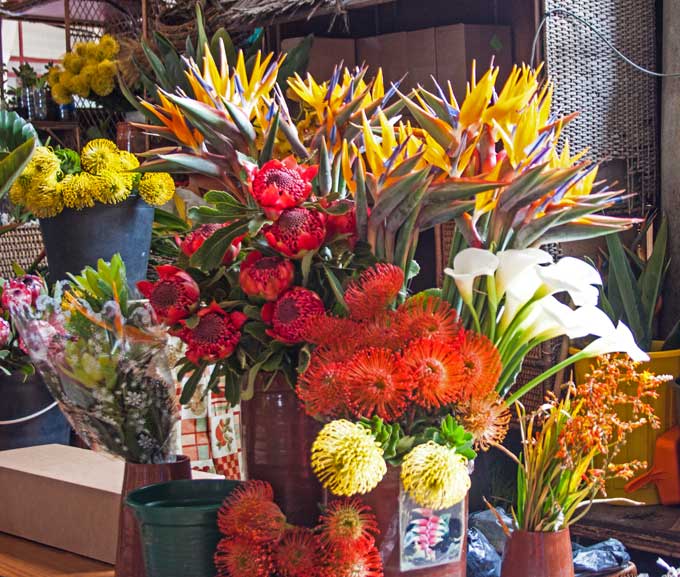 Madeira_Funchal_blomstermarked